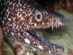 Spotted eel - Roatan, Bay Islands. Taken with an Olympus ... by Lisa Armstrong 
